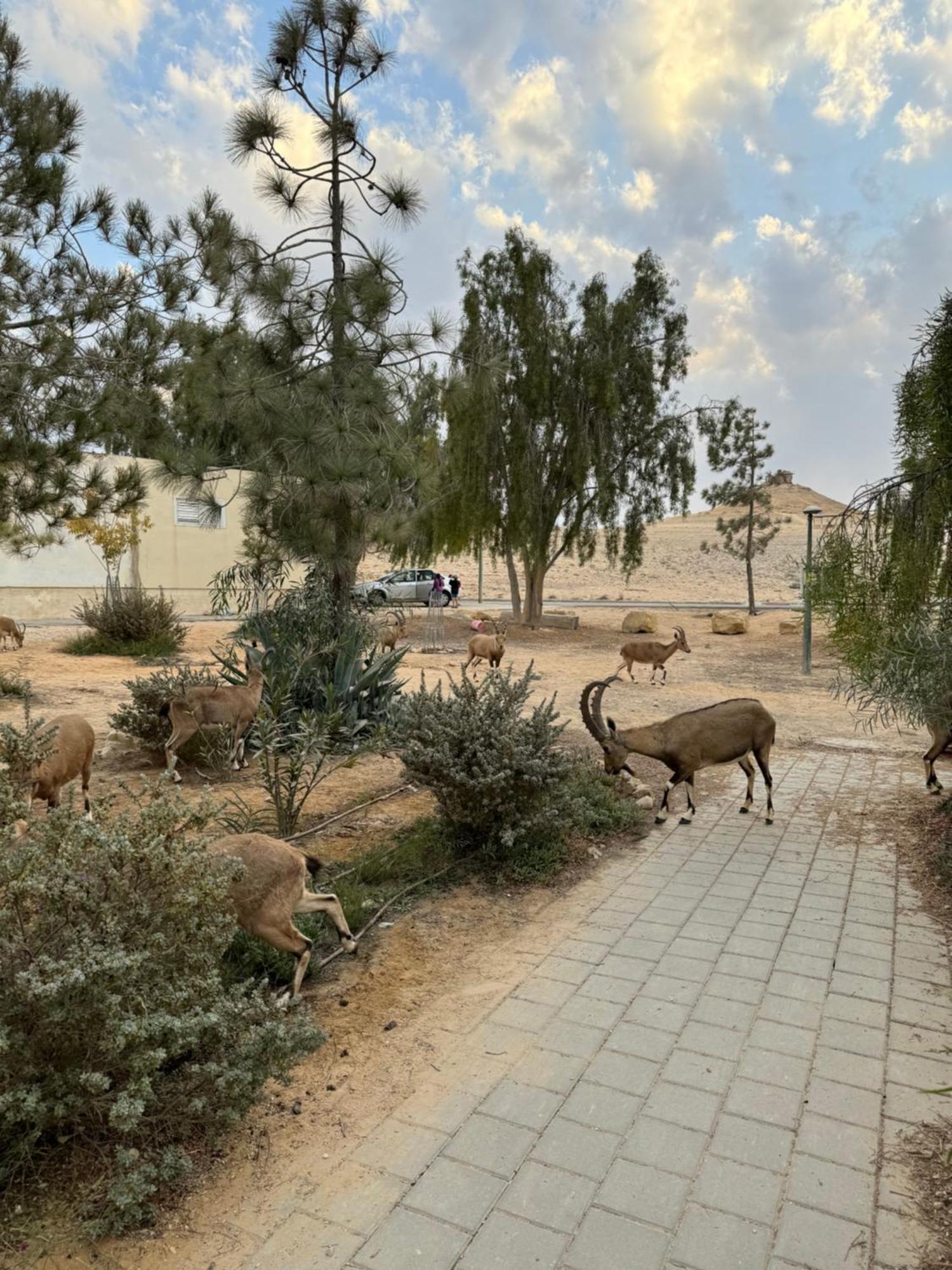 הבית המדברי Appartement Mitzpe Ramon Buitenkant foto